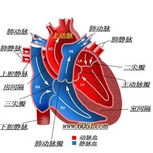 心脏瓣膜病的外科治疗